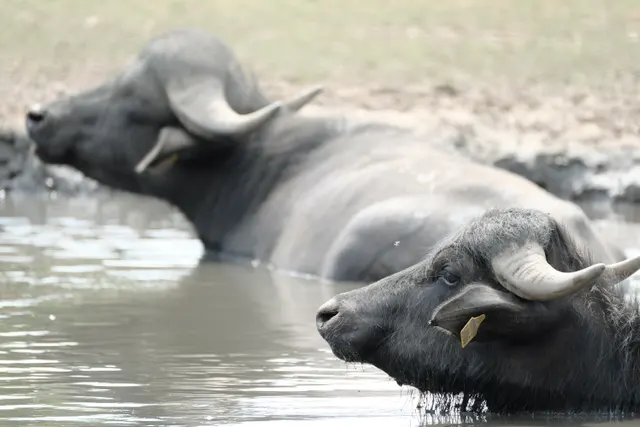 De Waterbuffelfarm