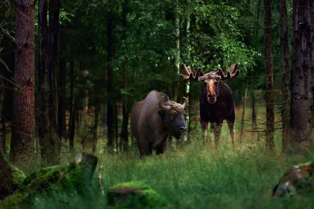 Kosta Safaripark Ställplats